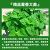 Menta en Maceta Comestible Plántulas Grandes Repelente de Mosquitos de Interior Plantas Verdes Romero Plantas Herbáceas de Cuatro Estaciones Hojas de Menta Gatuna de Limón
