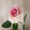 Rosa de terciopelo con perla de un solo tallo Fondo para salón de bodas Decoración de hotel Pared de flores para enamorados Fotografía Rosas secas
