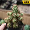 Sistemas Radiculares de Cactus Fáciles de Cultivar, Cactus Columna de Pelo Corto, Colección de Cactus Fáciles de Cuidar para Principiantes