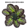 Paredes de Plantas Simuladas, Céspedes Artificiales, Decoraciones de Paredes Verdes con Plantas, Paredes de Fondo, Flores Artificiales, Césped Verde de Plástico Artificial al por Mayor