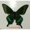 Producción de Espécimen de Insecto Mariposa Real Tridimensional Niños Jardín de Infantes Materiales Didácticos de Ciencias Han Abierto Sus Alas Fotografía Modelado Diseño 1
