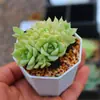 Macetas gruesas para suculentas, varios tamaños, macetas octogonales de plástico, al por mayor para uso doméstico, plantas en maceta, esquejes de hoja, macetas para plántulas, al por mayor por pieza