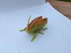 Escarabajo de Combate Simulado de Liquidación Transfronteriza Modelo de Insecto Unicornio Juguete Educativo para Niños Gateo Simulado