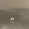 Brincos de Osso de Orelha Borboleta Zircônia Micropavimentada Wildmith Titânio Hipoalergênico Brincos Planos para Mulheres Brincos de Unha Coclear Atacado