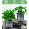Rábano Verde Árbol de la Fortuna Espárrago Bambú Flor de Incienso de Nueve Millas Planta en Maceta Interior Menta Bambú Rico Planta Hidropónica Fácil de Alimentar