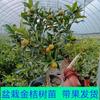 Kumquat Crocante com Entrega de Frutas Mudas em Vasos Árvores Frutíferas de Quatro Estações Mudas de Laranja Comestíveis Kumquat Crocante Sempre-Verde para Interior