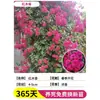 Plántulas de Rosa, Rosas Trepadoras, Árboles con Flores Extra Grandes, Enredaderas Trepadoras para Patio, Flores para Balcón, Rosas en Maceta que Florecen en Todas las Estaciones