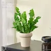 Helecho Nido de Pájaro Planta Verde para Sala de Estar Planta en Maceta de Interior para Entrada del Hogar, Baño, Dormitorio, Estación de Trabajo, Fácil de Cuidar, Aspecto de Alta Gama