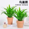 Dropshipping Helecho Nido de Ave Helecho en Maceta Follaje de Interior Planta Verde Flor Sala de Estar Oficina Escritorio de Empresa Planta Novedad