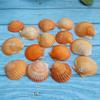 Concha de vieira blanca natural concha grande de vieira gris Pared pintura DIY acuario paisajismo mariscos hawaianos al por mayor 5cm