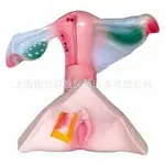 女性内外生殖器解剖模型 女性子宫生殖器解剖模型
