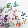 Encaje de múltiples cabezas flor de cuentas de nieve flor seca bolsa repujada espécimen de planta belleza de uñas maquillaje decoración de rostro suministro transfronterizo