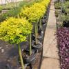 Dropshipping Flor Espejo Planta Árbol de Cera de Sichuan y Yunnan Ligustrum Oro Brillante Ciprés Azul Hielo Serie Piruleta Planta en Maceta Estilo Jardín