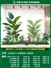 Paisagismo de Planta Artificial Varanda Arranjo de Paisagem Escada Interna Sob Árvore de Flores Artificiais Decoração Biomórfica Planta Verde Paisagismo Combinação