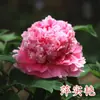 Mudas de Peônia Ornamental de Luoyang Mudas Grandes - Galho Duplo Flores Grandes Florescendo em Todas as Estações Flor de Vasos Planta para Canteiros de Pátio