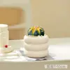 Plantas suculentas, plantas pequeñas de interior en maceta, cactus de mesa para sala de estar, plantas verdes, flores de vivero, fáciles de cuidar durante todo el año