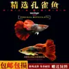 Peixe Guppy, Peixe Tropical, Peixe Ornamental Pequeno, Reprodução, Fêmeas Grávidas, Prontas para Dar à Luz, Fácil de Criar, Resistente e de Vida Longa, Guppies