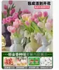Venta al por mayor de 5 bulbos de tulipán en stock, florecen en todas las estaciones, fáciles de cuidar, adecuados para cultivo hidropónico, de pétalos dobles, para cultivo en tierra o maceta en el balcón