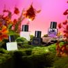 Perfume Femenino Privado Xiaocheng Yixiang Flor de Cerezo Rosa Fragancia de Larga Duración Venta Caliente Transfronteriza Aceite Esencial para Zona Privada Fragancia Venta al por Mayor