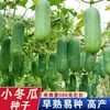 Semillas de Melón de Invierno Pequeño Verde Temprano Semillas de Melón Trepador para Balcón y Patio Maduración Temprana Primaverales y Otoñales Semillas de Verduras de Alto Rendimiento