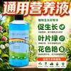 Solução Nutritiva Planta Tipo Universal Vasos Hidropônico Bambu da Sorte Jiboia Árvore da Fortuna Solução Nutritiva Flor Rosa Fertilizante Especial