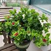 Clorofito Peonía con Capullos Planta Colgante en Maceta Planta de Interior Balcón Florece en Todas las Estaciones para Purificar el Aire y Absorber Formaldehído Plantas Verdes