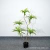 Planta Simulação Madeira Milênio Nórdico Decoração Suave Planta Verde Falsa Decoração de Vaso Simulação Sangue de Dragão Lírio de Ferro Bambu Pêndulo