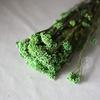 Cor da flor de arroz eterna - flor de arroz absorvente de cor - flor seca - flor de nuvem - buquê de flores secas naturais - fábrica de Yunnan - atacado