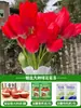 Tulipanes Hidropónicos al por Mayor 5 Grados Bulbos Grandes Resistentes al Frío para Invierno Interior/Exterior Fáciles de Cultivar para Principiantes Flores en Maceta Plantas