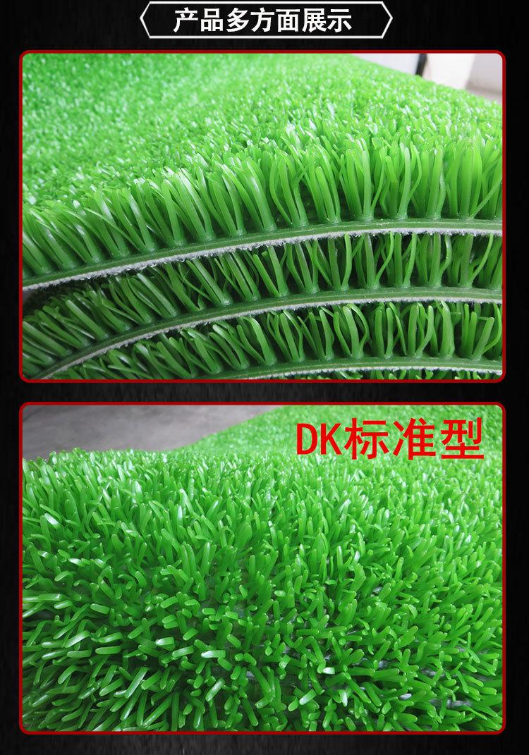 粘金草 (5).jpg