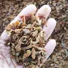 Ginseng Vermelho Sem Açúcar Desfiado em Pedaços Pequenos, em Pó e Feito para Chá, Ginseng Vermelho Desfiado, Fragmentos de Ginseng Vermelho, Fatias de Ginseng, Fatias de Ginseng Vermelho Secas