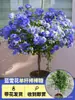 Mudas de Trepadeira Floco de Neve Azul para Pátio, Plantas de Vaso com Floração Multi-Estação, Formato Extra Grande de Pirulito, Resistente ao Calor e à Seca, Plantas Verdes Trepadeiras para Varanda