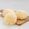 Fujian Gutian orelha de prata orelha de neve fresca orelha branca fresca orelha glutinosa 1 Flor cerca de 130g de 20 peças