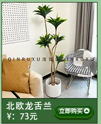 仿真龙舌兰