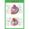 Estructura Promocional Diagrama Sistema Diagrama Esquemático Anatomía Médica Órganos Humanos Cartel de Pared Corazón Órganos Internos Hospital Cuerpo Humano