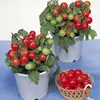 Plántulas de Tomate Cherry Cuatro Estaciones Tomates Grandes Tomates Pequeños Verduras en Maceta Semillas de Tomate Cherry Multitemporada Venta Caliente
