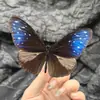 Espécime de Borboleta Real Caixa Transparente Presente de Aniversário Enfeites de Insetos Artesanato para Fotografia Adereços Crianças Estudantes Ensino
