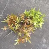 Tuya Ramas de Pino de Bienvenida Tuya Taihang Ramas en Maceta Decoración de Paisaje de Árbol Muerto Hojas de Pino de Plástico