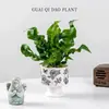 Helecho Nido de Pájaro Planta Verde para Sala de Estar Planta en Maceta de Interior para Entrada del Hogar, Baño, Dormitorio, Estación de Trabajo, Fácil de Cuidar, Aspecto de Alta Gama