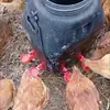Bebedouro automático, novo modelo de bebedouro automático para galinhas, patos, gansos, codornas, pombos e outros animais de criação