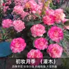 Planta de Maceta Balcón de Jugo Rosa con Flores y Capullos para Balcón y Jardín, Planta de Floración Grande, Planta de Rosa de Floración Reblooming