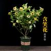Dropshipping de Plantas Verdes de Mudas Grandes Envasadas Fragrantes com Orquídeas Brancas Perfumadas para Todas as Estações, Adequadas para Pátio e Varanda