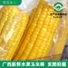 Mazorcas de maíz dulce y maíz de colores de Hengxian County, Guangxi, selladas al vacío y empaquetadas individualmente, caja completa de suministro directo para el desayuno de verano