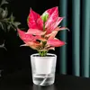 Planta Hidropónica en Maceta Ruyi Reina Roja de Hoja Perenne Suerte Flor de Interior para Oficina Planta Verde Suculenta Fragante de Nueve Hojas Fácil de Cultivar