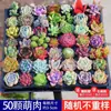 Planta Suculenta de Balcón en Maceta Premium Rosa Huevo de Durazno Montaña Rosa Planta Verde de Interior para Escritorio Jade Nevado Rocío de Jade