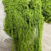 Musgo artificial para paisagismo musgo falso grama de lã de seda planta verde planta de micro paisagem decoração de planta gramado artificial imitação pavimentação