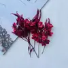Flores Secas Naturales Flores de Acacia Flores de Mariposa Conservadas Hojas de Eucalipto Manzana Aroma Verde Incienso Hoja de Jade Material de Hoja Hecho a Mano DIY Fruta