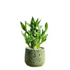 Árvore da Fortuna Planta em Vaso Decoração Criativa de Plantas para Desktop Office Flor Interna Planta Verde Coco Jiboia Pequeno Bonsai