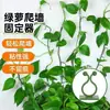 Clips para Trepar Plantas Verdes Sin Taladro, Sujetadores para Enredaderas, Clips Invisibles Autoadhesivos para Dar Forma a Plantas Adecuados para Plantas Verdes