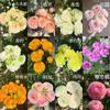Bulbos Auténticos de Ranúnculo Doble Importados, Lisianthus, Plántulas de Flor de Peonía Hoja de Apio, Florales Fragantes en Maceta para Balcón